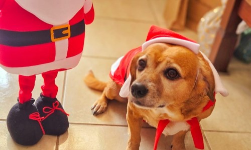 Barra Mansa promove evento especial de Natal para tutores e seus pets neste sábado