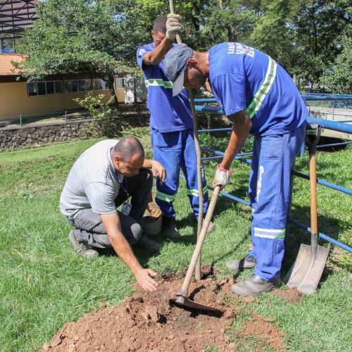 Plantio de ipês-amarelos vai colorir o bairro Ano Bom