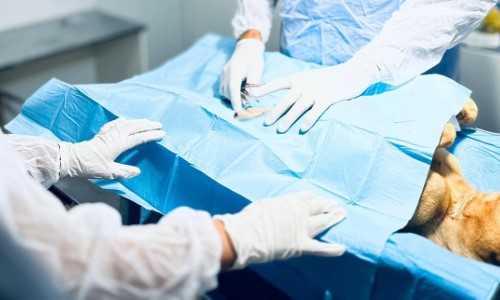 Prefeitura de Pinheiral realiza primeiras cirurgias no Castramóvel