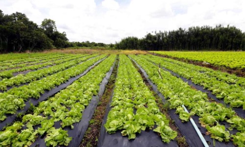 Piraí fortalece agricultura familiar e moderniza compras da merenda escolar