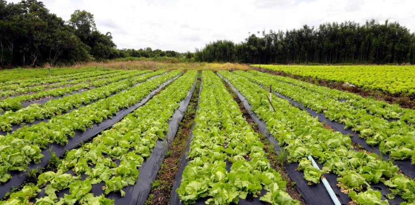 Piraí fortalece agricultura familiar e moderniza compras da merenda escolar