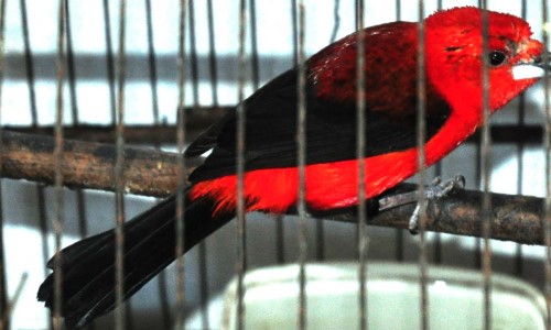 Guarda Ambiental de BM apreende pássaros silvestres