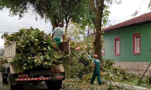 Seguindo o código ambiental, Quatis retoma manutenção em árvores