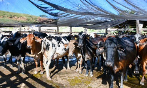 Resende avança na proteção do rebanho e registra crescimento na vacinação contra brucelose