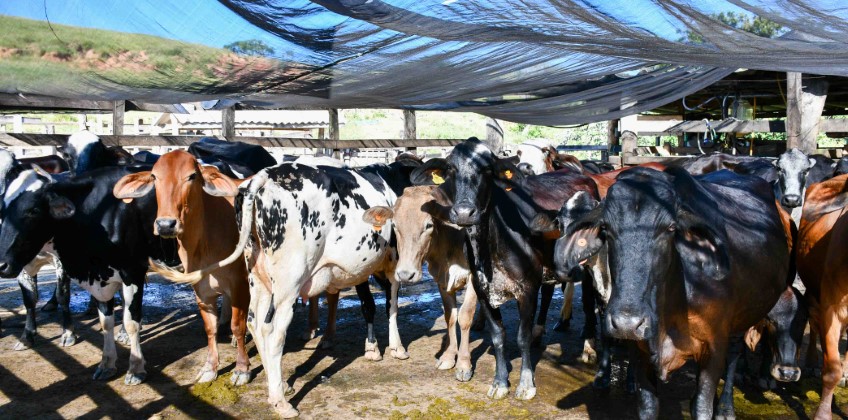 Resende avança na proteção do rebanho e registra crescimento na vacinação contra brucelose