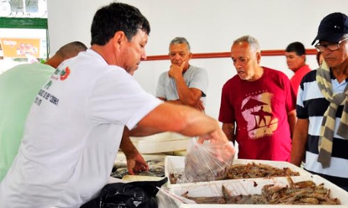 Pesca do camarão está liberada
