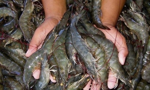 Pesca do camarão está liberada em Angra dos Reis