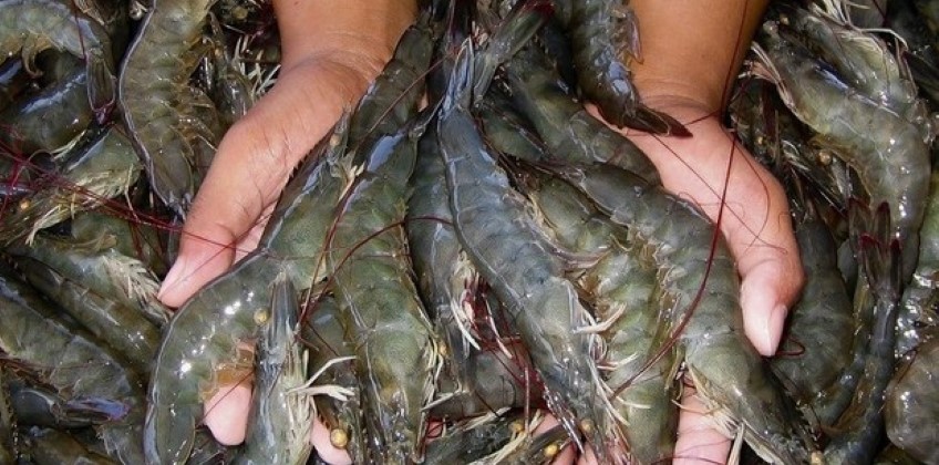 Pesca do camarão está liberada em Angra dos Reis
