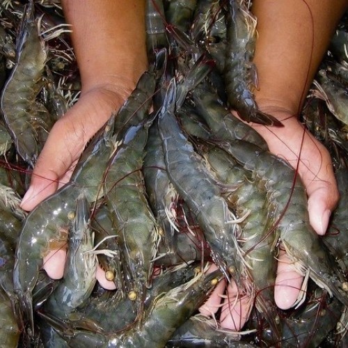 Pesca do camarão está liberada em Angra dos Reis