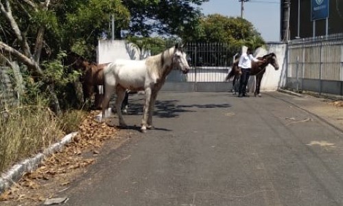 Prefeitura de BM alerta sobre animais soltos em vias públicas   