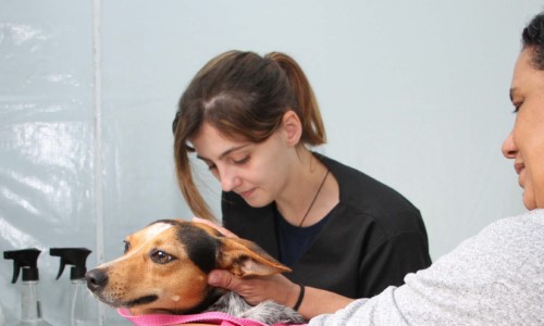 Clínica Veterinária de Barra Mansa já realizou mais de 2.100 castrações em 2025