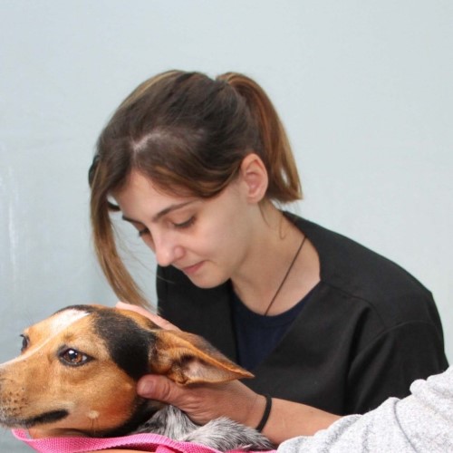 Clínica Veterinária de Barra Mansa já realizou mais de 2.100 castrações em 2025