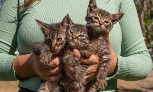 Porto Real realiza identificação de animais para adoção por Microchipagem