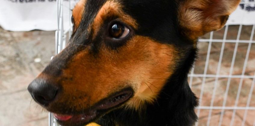 Prefeitura de Resende promove Feira de Adoção de cães e gatos