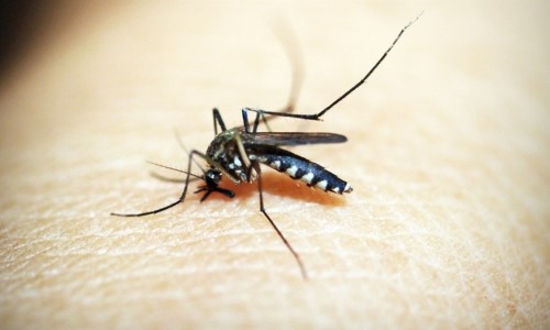 Dengue: Angra decreta fim da epidemia na cidade