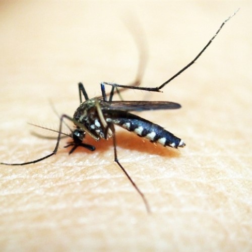 Dengue: Angra decreta fim da epidemia na cidade