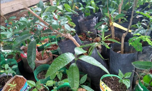 Agrofloresta em BM incentiva a produção de alimentos orgânicos 