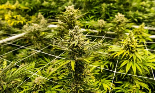 STJ autoriza cultivo de maconha