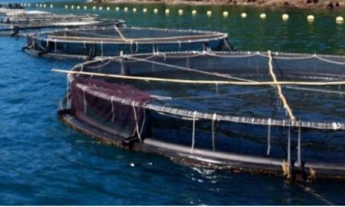 Prefeitura de Angra apresenta projetos para diretora da Shell