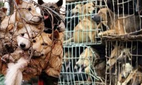 Veja como denunciar maus-tratos praticados contra animais