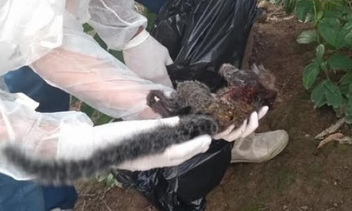 Dois micos foram encontrados mortos em Barra Mansa