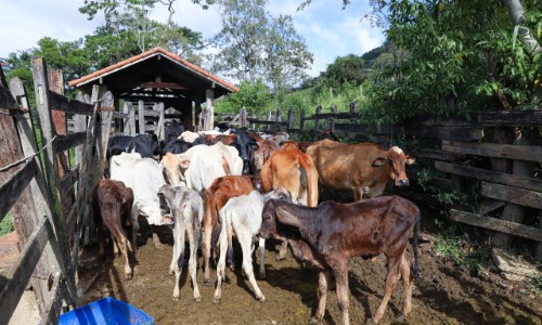 Prefeitura de Miguel Pereira realiza vacinação contra Febre Aftosa
