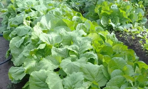 Merenda Escolar: Quatis investe mais de R$ 100 mil na agricultura familiar