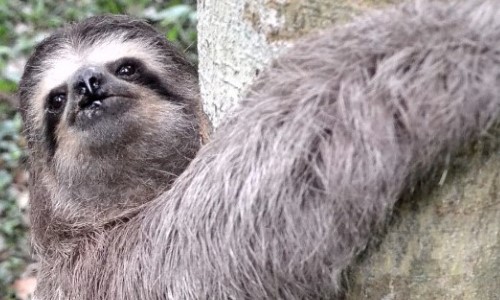 Equipe do zoológico de Volta Redonda devolve bicho-preguiça ao habitat natural