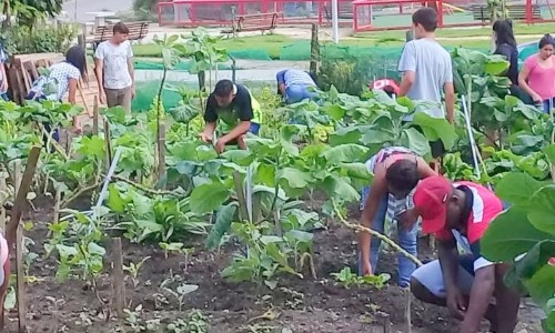 Programa Produtor Mirim produz mais de meia tonelada de verduras e legumes por mês em Quatis