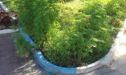 Mais de 200 mudas de flores são plantadas no Centro de Quatis