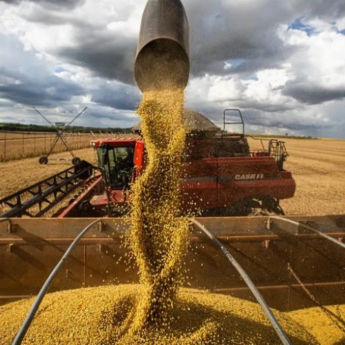 Brasil atinge recorde na colheita de grãos, com 350,2 milhões de toneladas na safra 2024/25