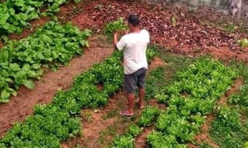 BM: Moradores em situação de rua realizam primeira colheita de verduras